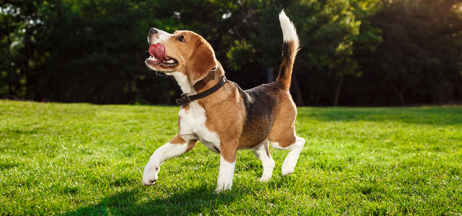 adoption beagle laboratoire Maison Alfort.jpg